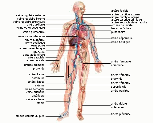 circulation sanguine