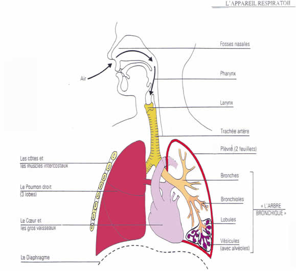 respiration