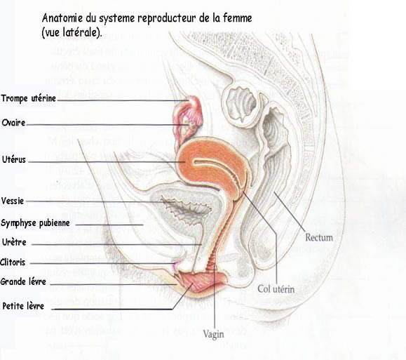 uterus sexe de la femme