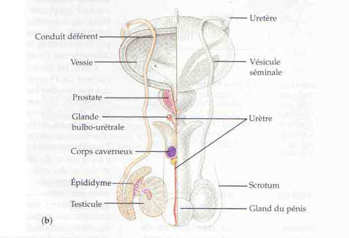 gonades males 