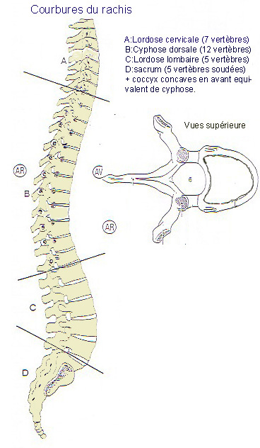 colone vertebrale