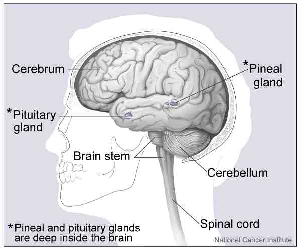 cerveau