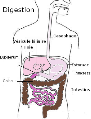 Réglisse : La plante de l'inflammation (ORL ou digestive)