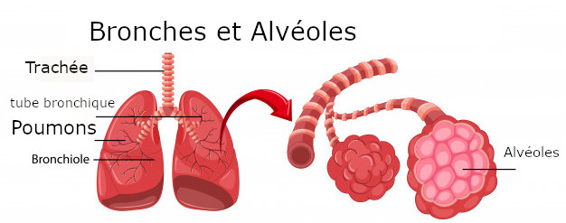 Bronchiolite maladie respiratoire virus syncytial