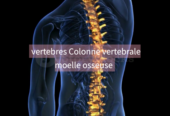 vertebres Colonne vertebrale moelle osseuse
