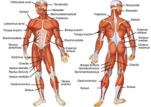 La récupération musculaire