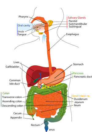 Les differentes etapes de la digestion
