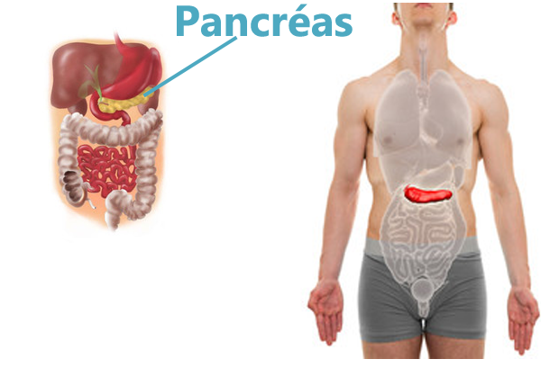 Le cancer du pancréas