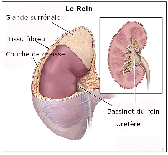 La maladie rénale