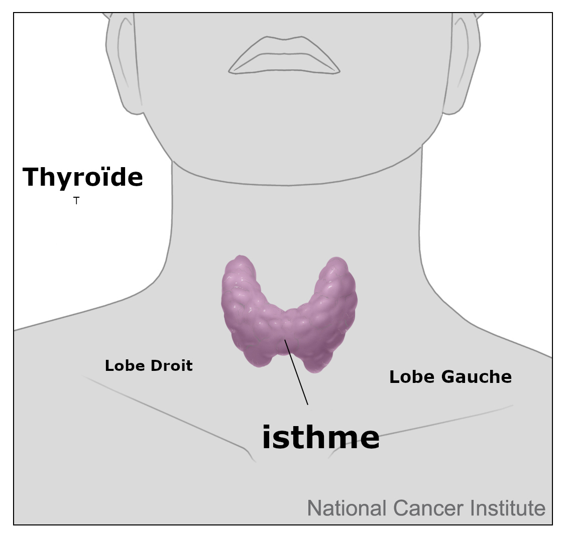 La thyroïde