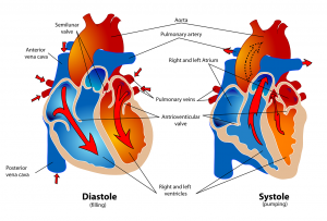 Cardiolife : IDEL et geste de premier secours 