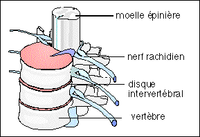 moelle epiniere