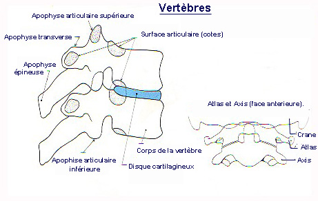 vertebres